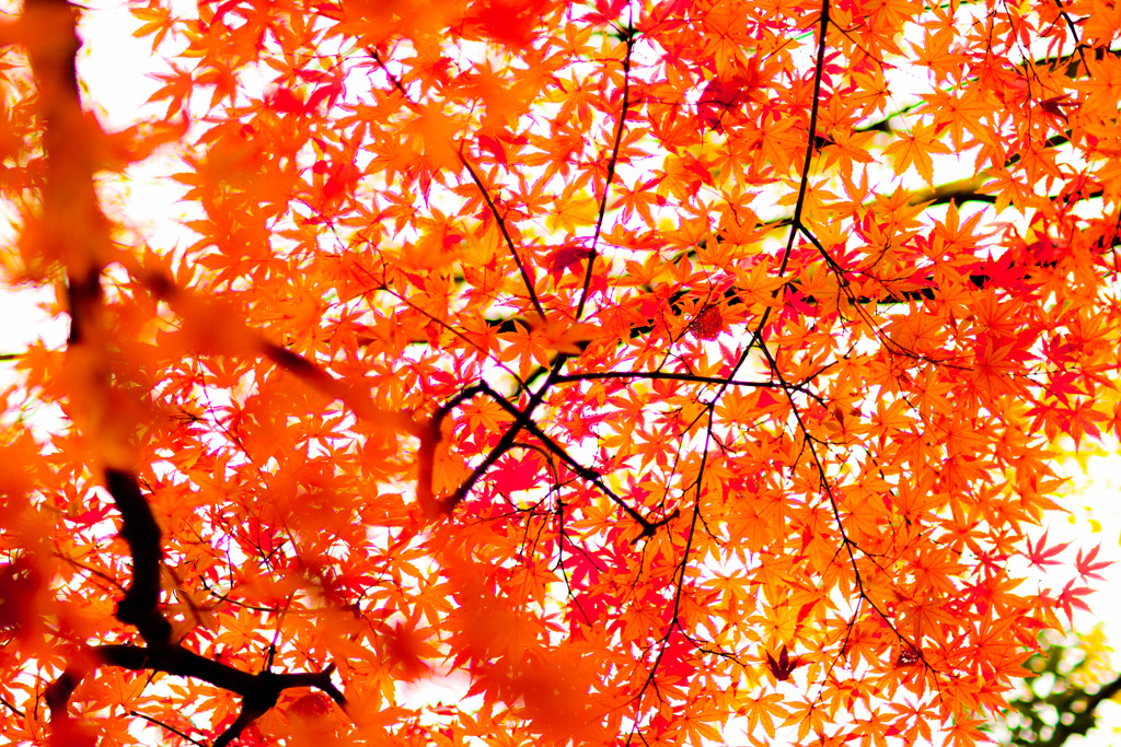 紅葉　近所の公園で