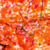 紅葉　近所の公園で