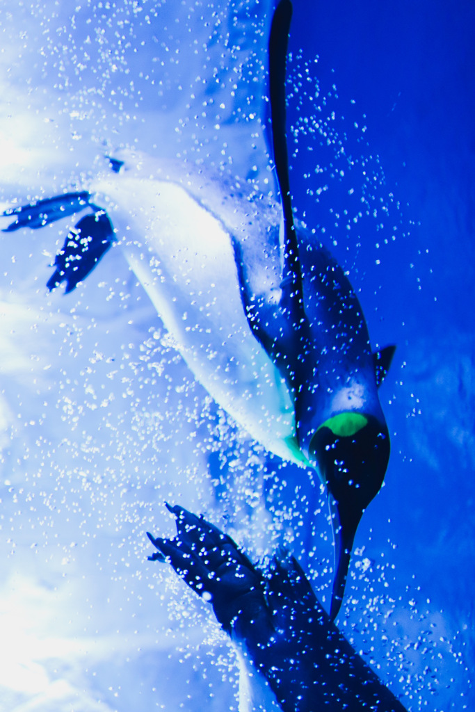 penguin