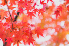 雨の紅葉