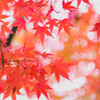 雨の紅葉