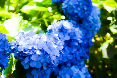 紫陽花