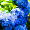 紫陽花