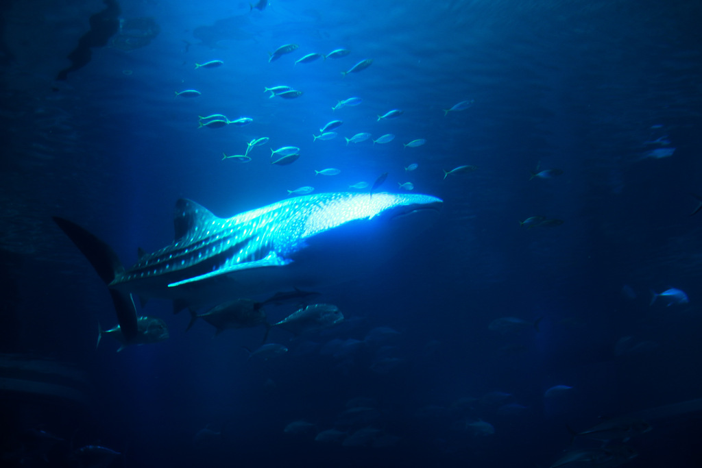 whale shark