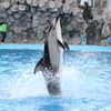 イルカショー