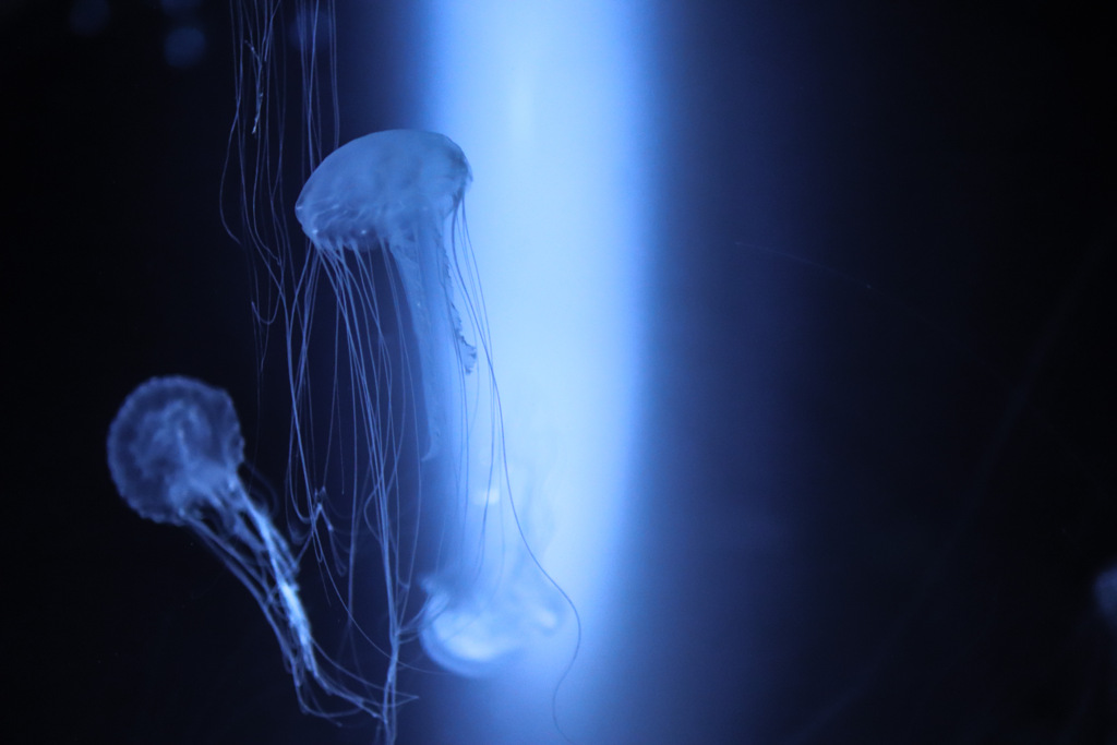 jellyfish