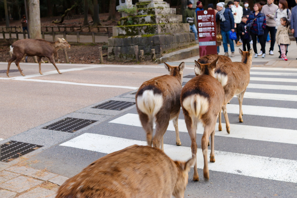 これから参拝ですね