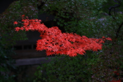 紅一点