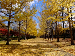 山形県総合運動公園 イチョウ並木