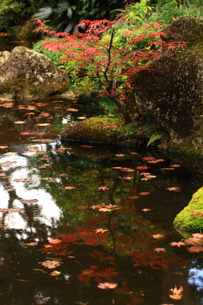 洗心庵　紅葉