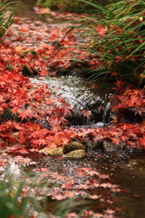 洗心庵　紅葉