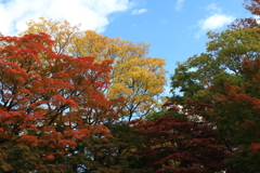 もみじ公園　紅葉