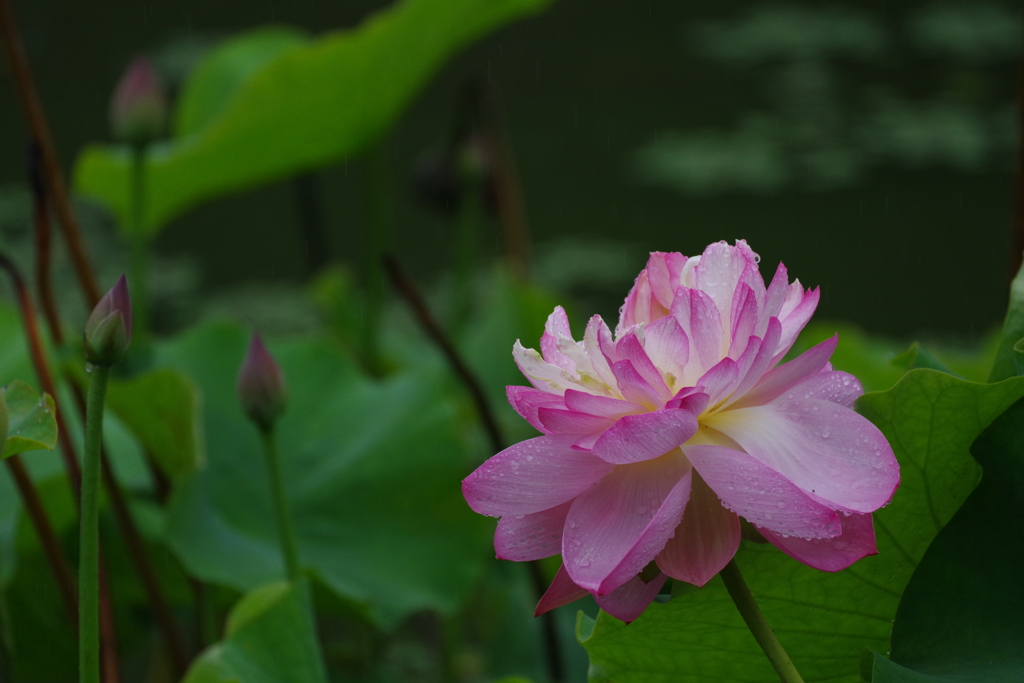 蓮の花