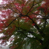 IMGP9742