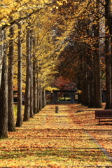 山形県総合運動公園　黄葉