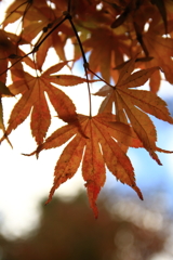 洗心庵　紅葉