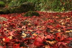 洗心庵　紅葉