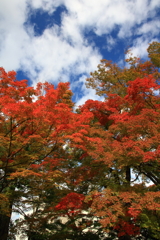 もみじ公園　紅葉