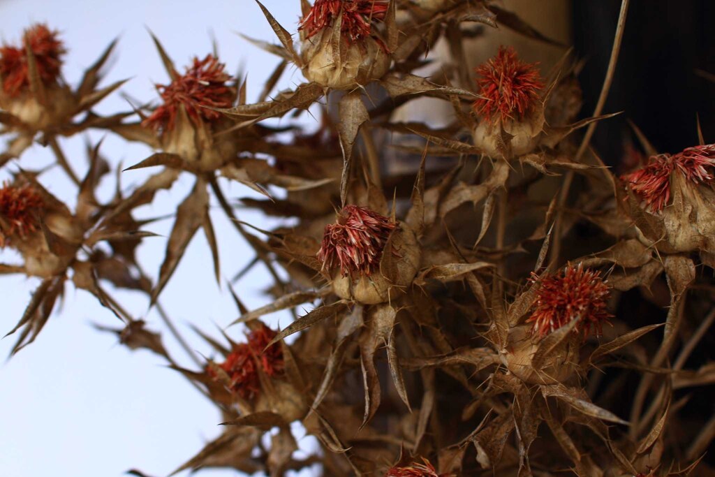 紅花