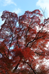 石行寺　紅葉