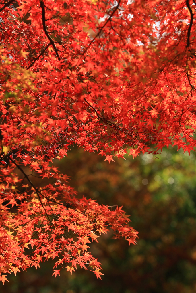 石行寺　紅葉
