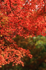 石行寺　紅葉