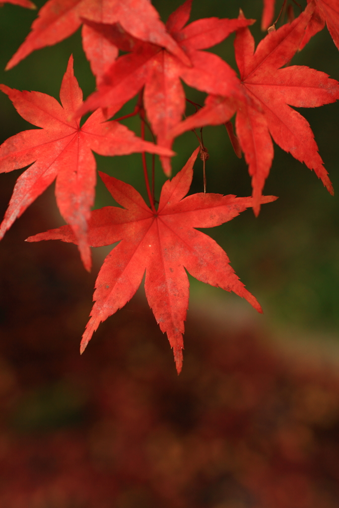 洗心庵　紅葉