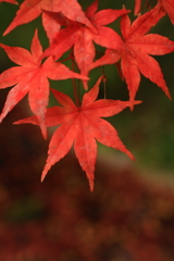 洗心庵　紅葉