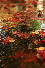 洗心庵　紅葉