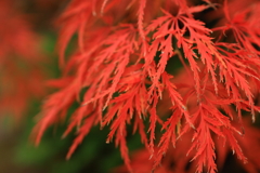 洗心庵　紅葉