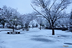 雪の朝