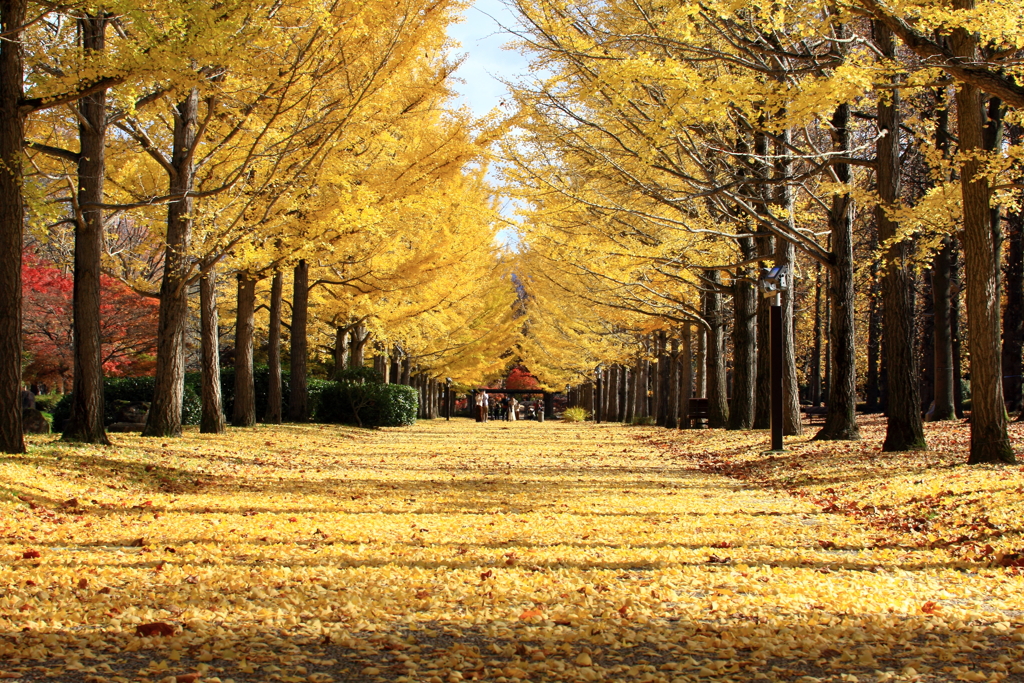 山形県総合運動公園　黄葉