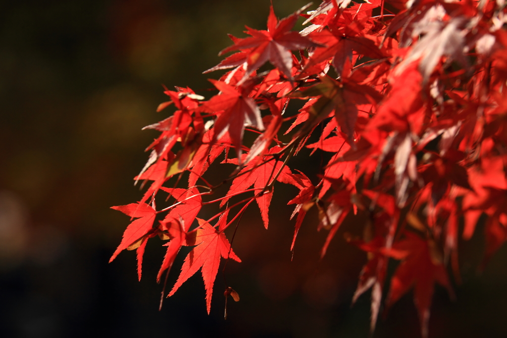 石行寺　紅葉