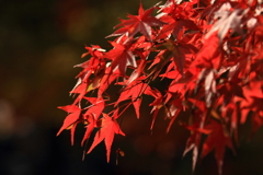 石行寺　紅葉