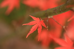 洗心庵　紅葉