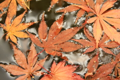 洗心庵　紅葉