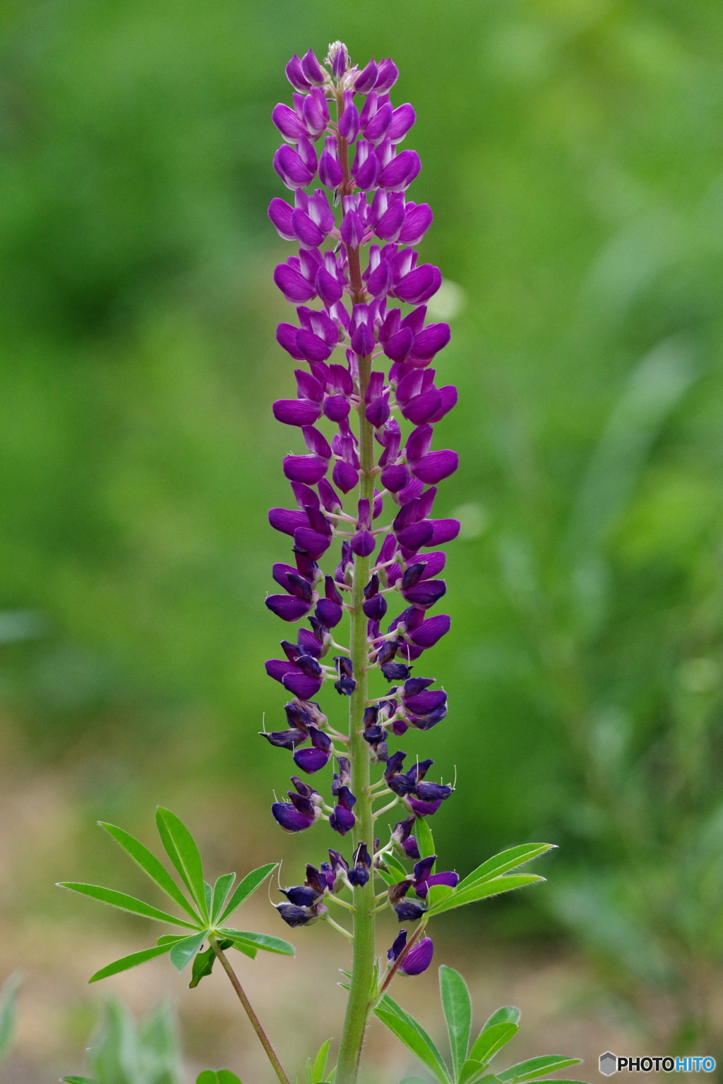 IMGP7416