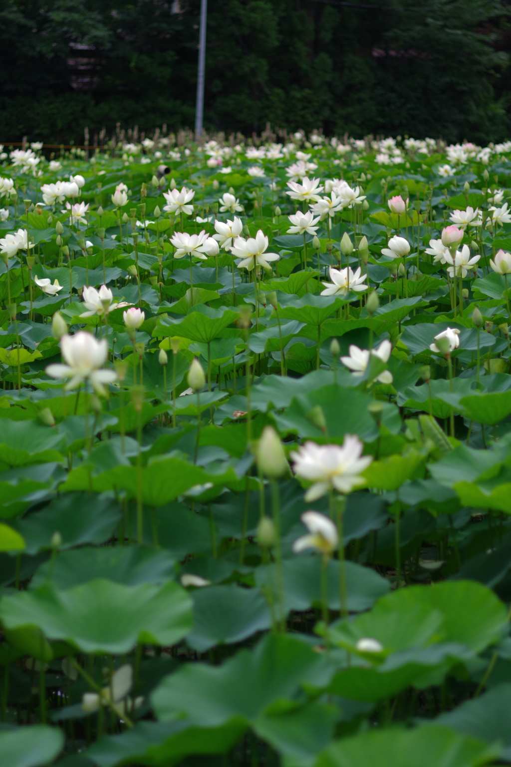 蓮の花