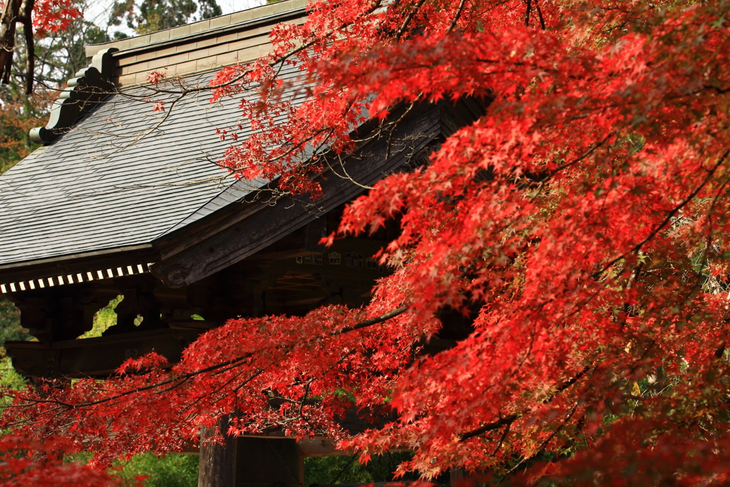 石行寺　紅葉