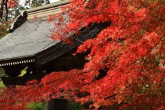 石行寺　紅葉
