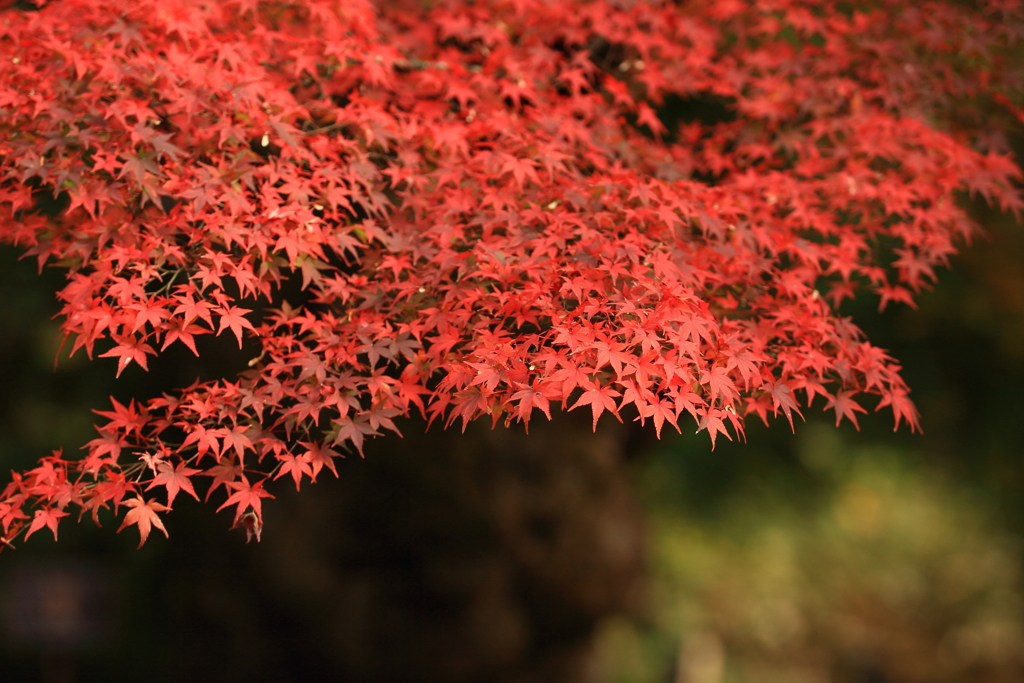石行寺　紅葉