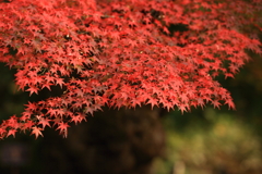 石行寺　紅葉