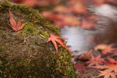 洗心庵　紅葉