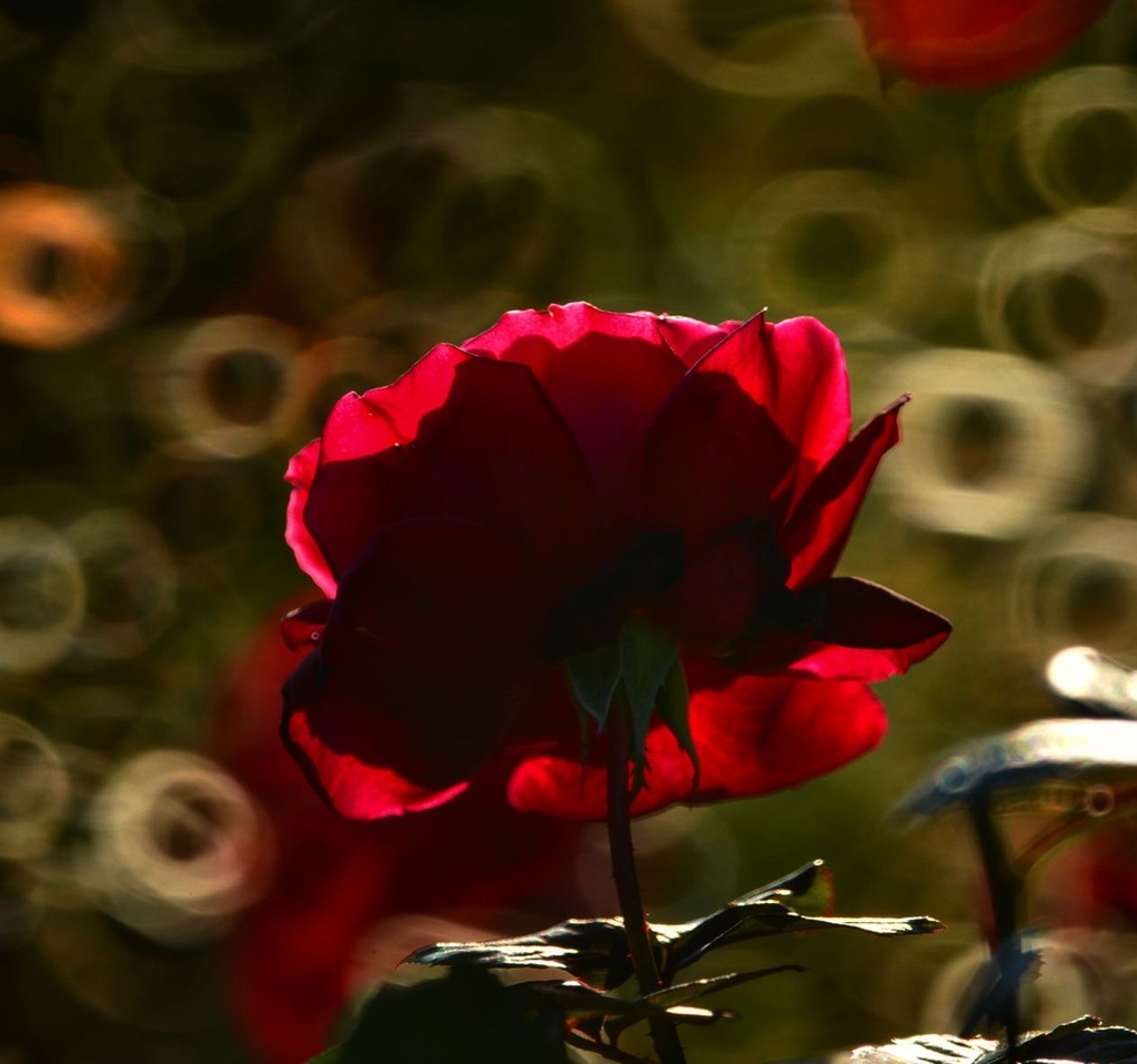 08A5DB2D-D4E0-43E2-990E-A7EA01EBB535