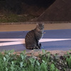 野良猫が増えている？