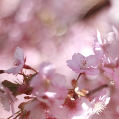 桜色の幻想