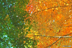 DSC00049