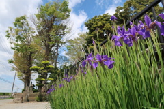 菖蒲と神社。