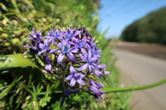 道端の紫花。
