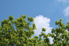 栗の新梢と青空。